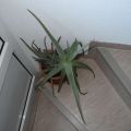 DSCN8084.jpg